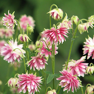 aquilegia -nora barlow